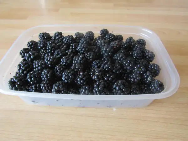 Fresh ripe juicy blackberries in a tub on a wooden kitchen counter ready for blending