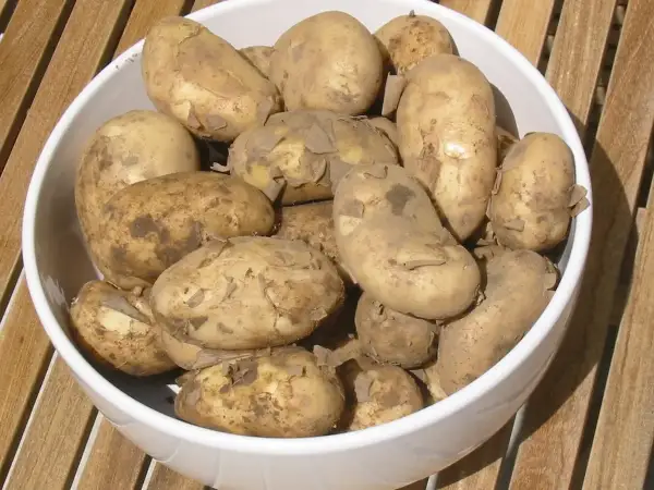 Fresh British Jersey Royal new potatoes in a ceramic bowl on a wooden picnic table ready for making potato salad